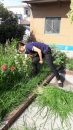 除去雜草，美化家園。