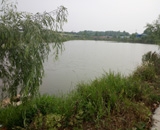 臨近端午，總經(jīng)理劉月琴組織人員農(nóng)莊采摘。